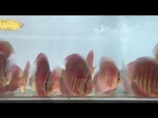 Red rose & yellow rose вьетнам