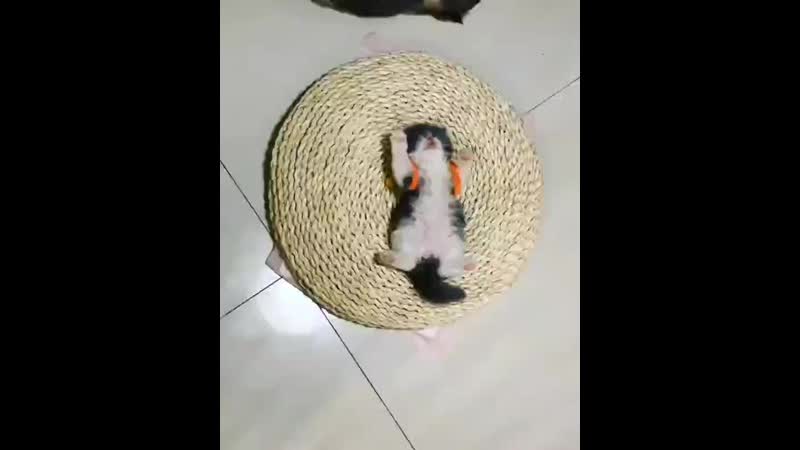 Kucing persia 20200614 183825 0 mp4