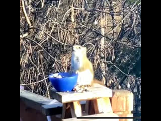 Squirrel getting drunk on fermented pears