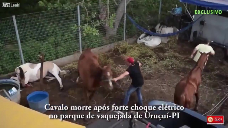 Упавший провод молодыелошадь