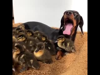 Proud mom ❤ and all her little ducklings