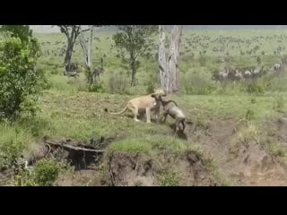 The great wildebeest migration