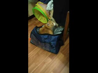 Vid 20200611 165352 mp4