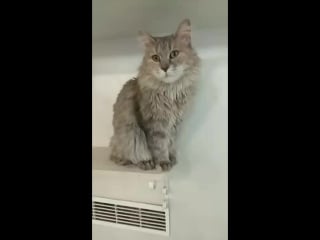 Брутальный коте