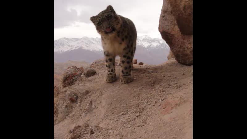 Снежные барсы