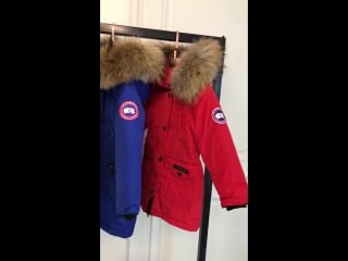 Canada goose