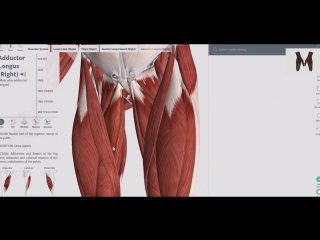 Sls мышцы бедра (фронтальная и медиальная группы) детальный обзор 3d