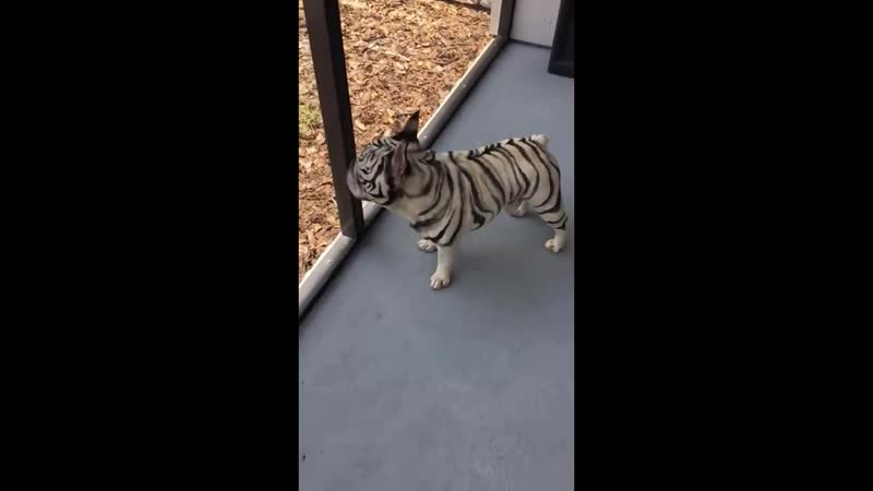 Тигрик помесь молодые и карликового тигра