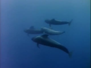 Повторное открытие мира #38 багамские острова киты и дельфины тайный союз