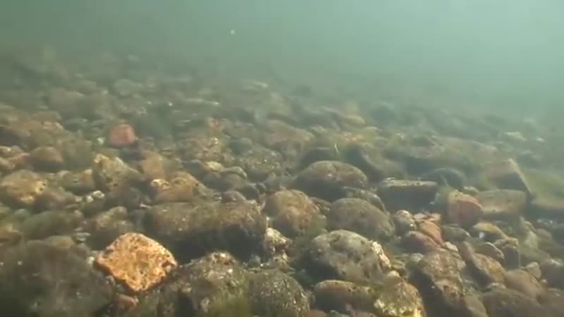 Одна из самых известных и часто встречаемых рыб в горных реках это хариус