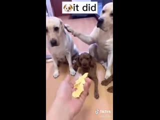 Спалил дружбана (vhs video)