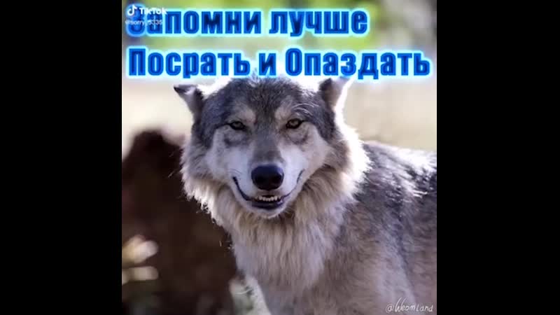 Tiktok цитата волка запомни лучше посрать и опоздать, чем прийти