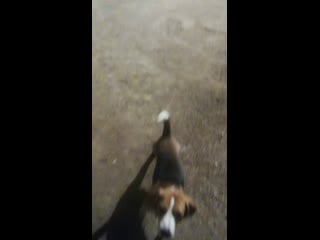 Live beagles atlant and nobel, and may