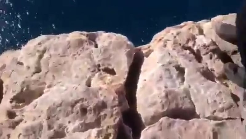 Пищевая цепь