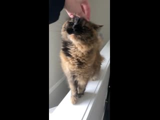 My baby stella; aka stinky stells (she didn’t deserve that nickname tbh) i had to move my son and i out of a crappy situation a