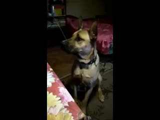 Альф на даче