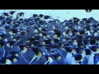 Пингвины шпион в стае первые шаги 2 серия