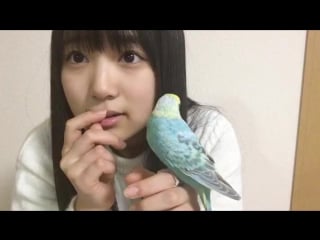 20170128 showroom yabuki nako
