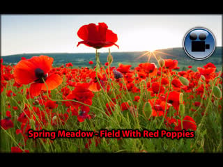 Spring meadow field with red poppies accompanied by bird singing, cricket twittering and bees buzzing