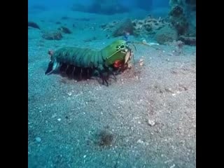 Everyday ocean 20210124 18 mp4 (720p) mp4