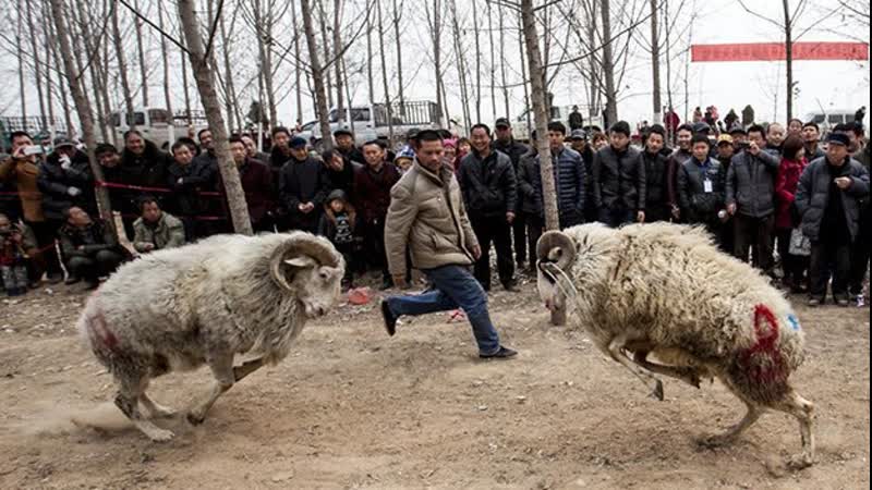 Смешные бараны атакуют людей баран против коровы