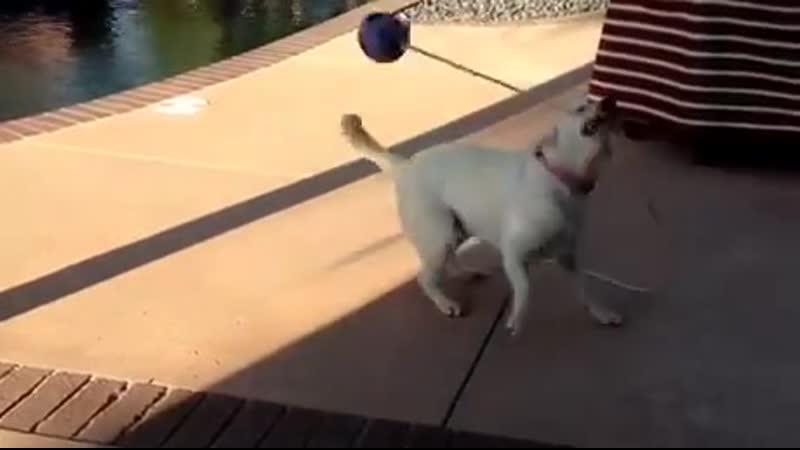 Beatrix kiddo vs doggo yubari