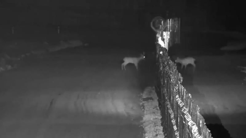 Стосунки на самісінькому кордоні між україною та білоруссю