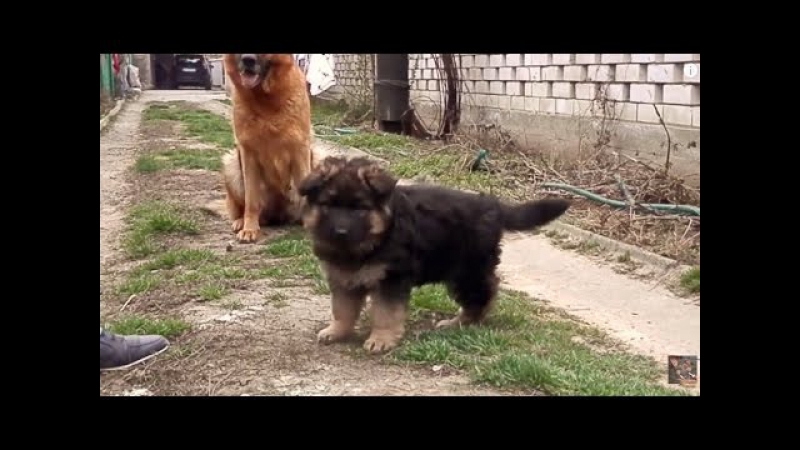 Мама с собакой порно видео. Смотреть видео Мама с собакой и скачать на телефон на сайте Pornolampa