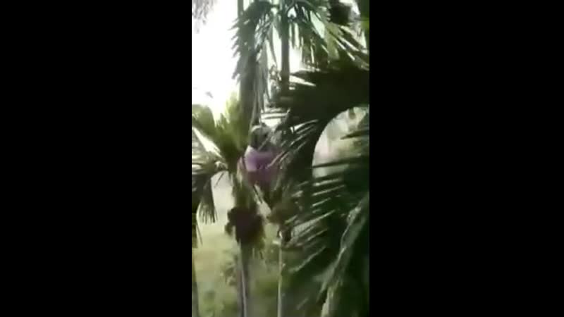 Урожая porn video – Сбор урожая
