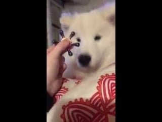 This one is a very good boy! smartdog cuteanimals samoyed dogs