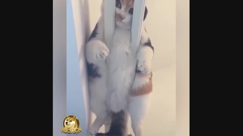 Знатные толстопузы