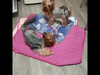 Lau yorkies 20201102 1 mp4