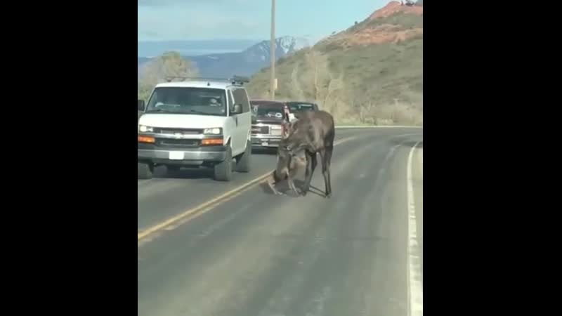 Мама лось помогает новорождённому лосёнку перейти через дорогу