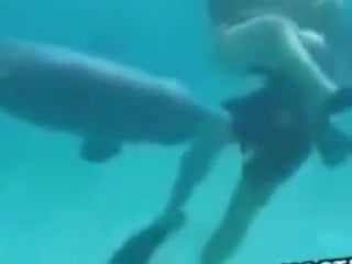 Dolphin tries to porn her