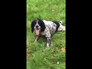 My springer spaniel finley