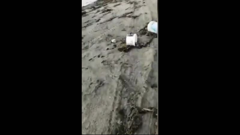 Медведь поймал ловителей крабов