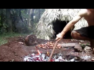 Making poisonous black bean safe to eat (moreton bay chestnut)