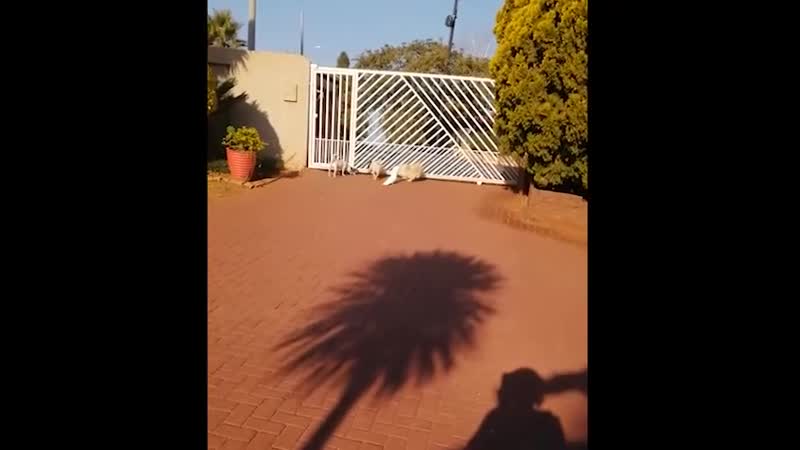 Сторожевой попугай