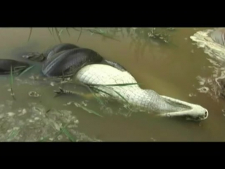 Green anaconda subdues spectacled caiman