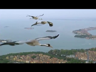 Bbc earthflight winged planet common cranes fly over venice narrated by david tennant