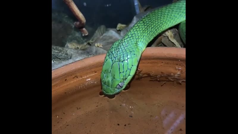 Сушняк mp4 mp4