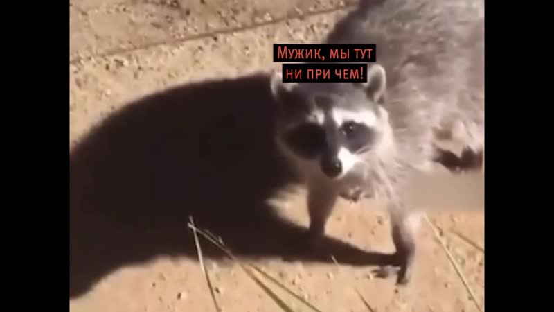 Сельские жулики!