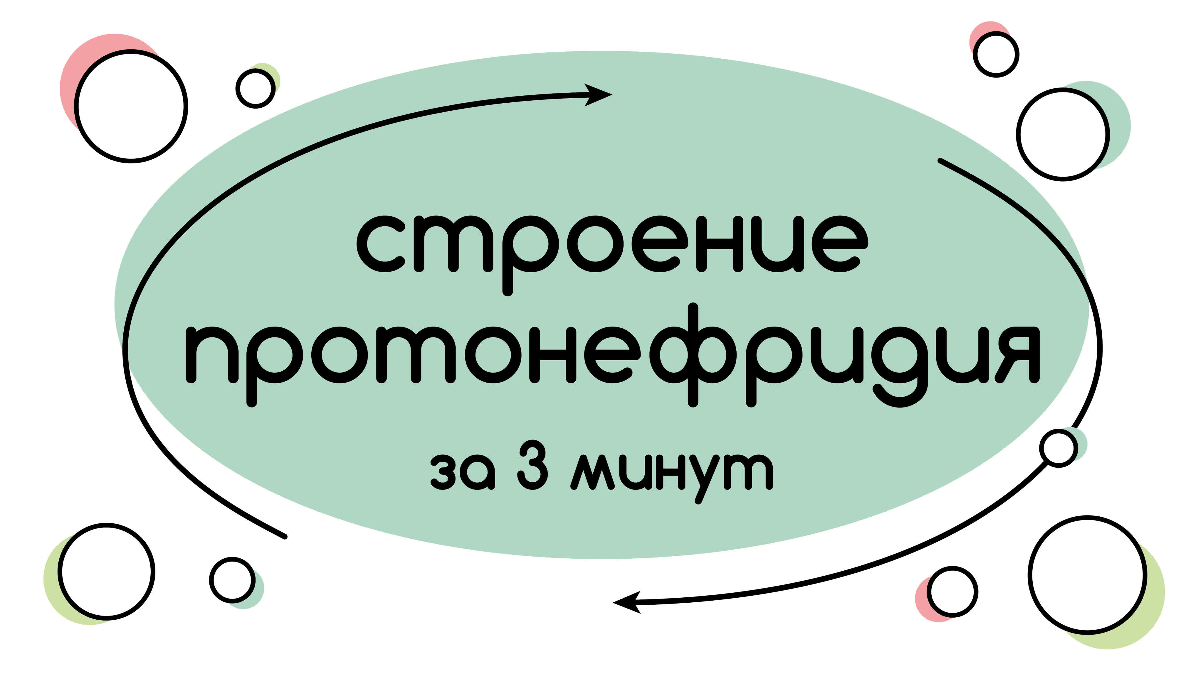 Строение протонефридия