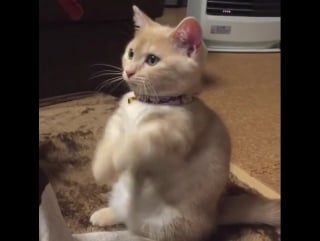 Милая попрошайка