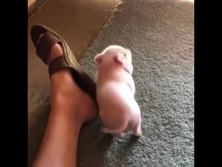 Awesome pets 20201011 0001 mp4