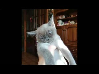 Androvid join 0482 5686 mp4