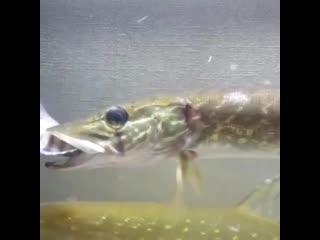 Tvoya rybalka 20200501 4 mp4