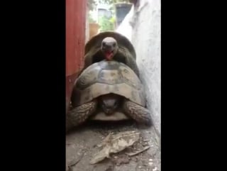 Черепаший секс