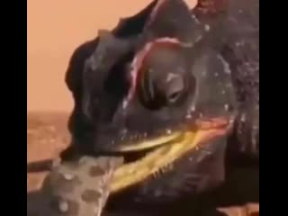 Хамелеон скушал своего детёныша
