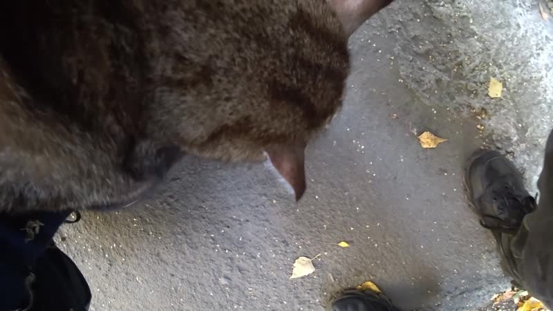 Супер толстый кот из +100500 и его мега толстая сестра | купили корм в приют для молодые